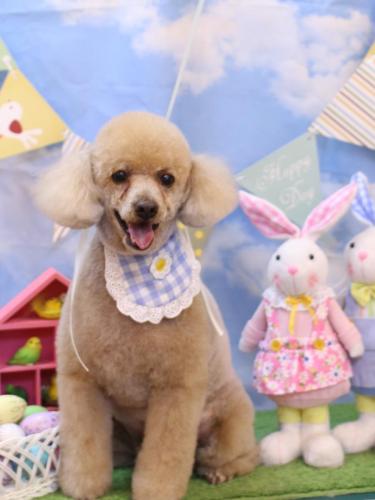 20240330チロくん